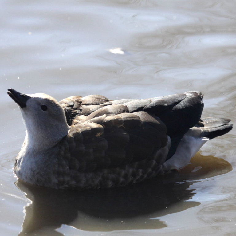 Blue-winged Goose