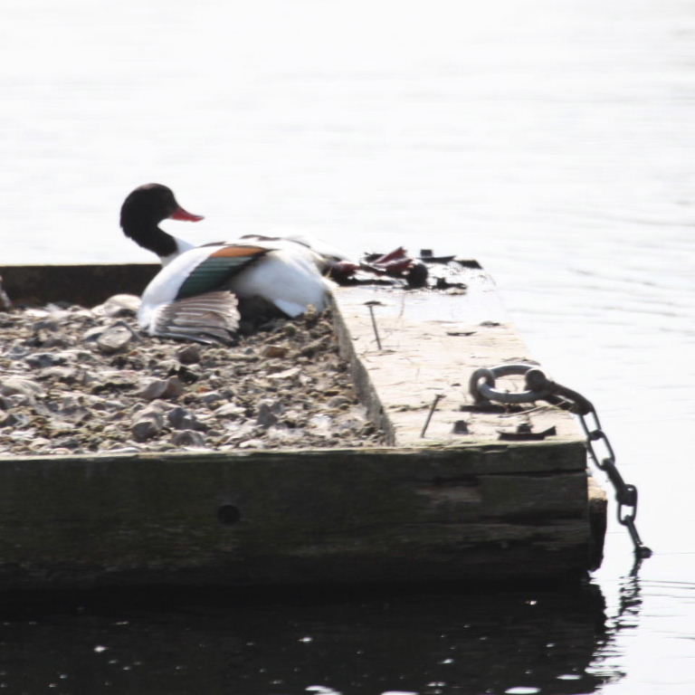 Shelduck caught in ring