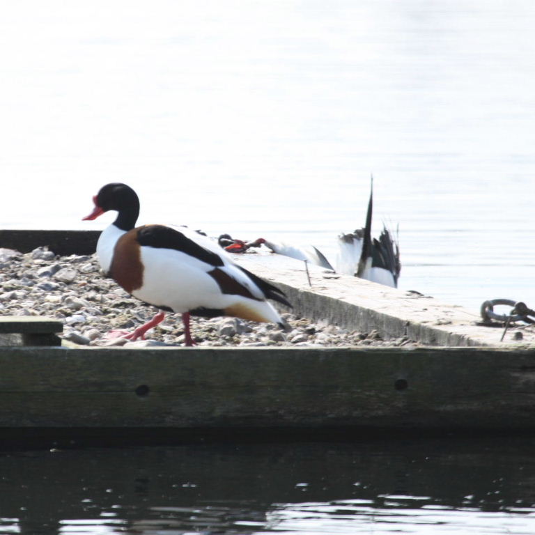 Shelduck caught in ring