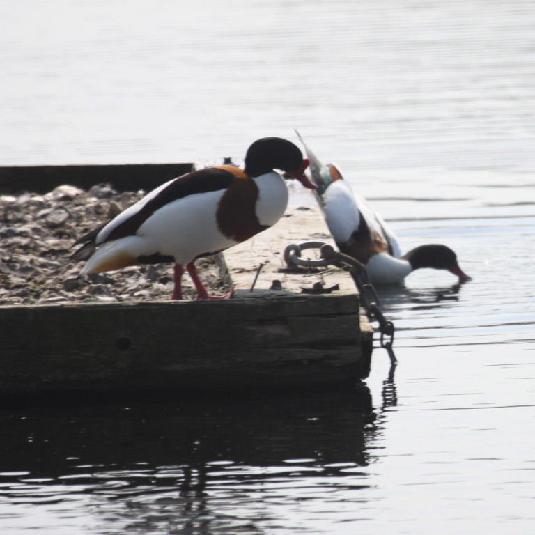 Shelduck caught in ring