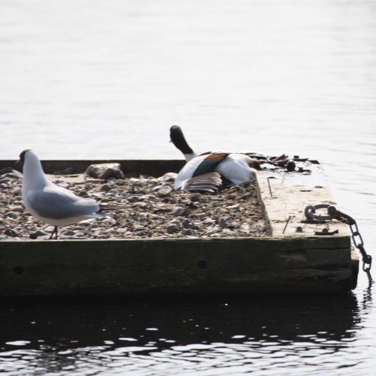 Shelduck caught in ring