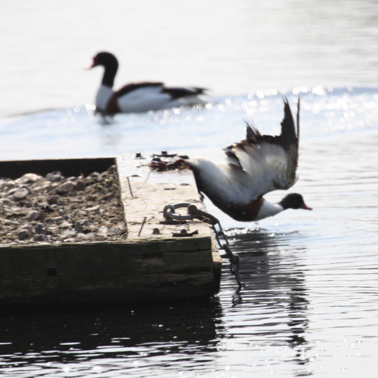 Shelduck caught in ring