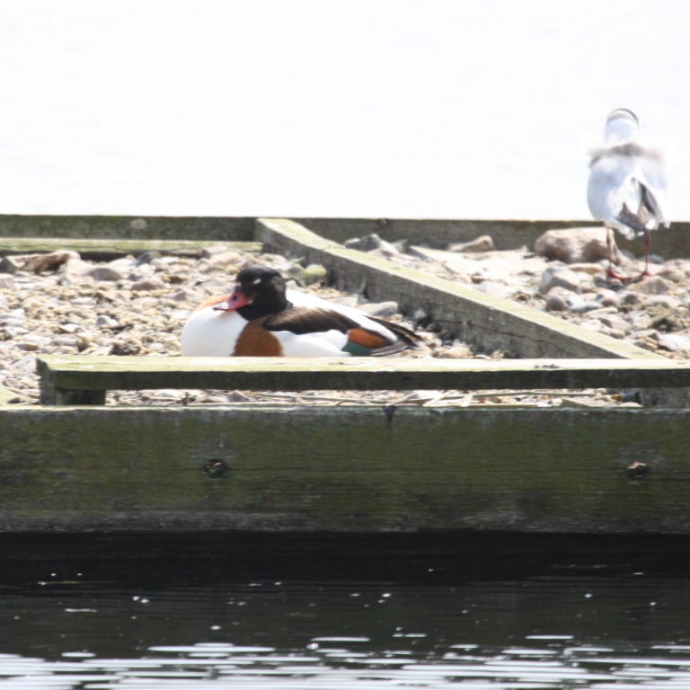 Shelduck caught in ring