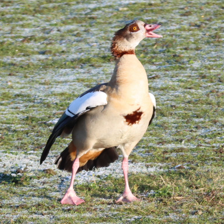 Egyptian Goose