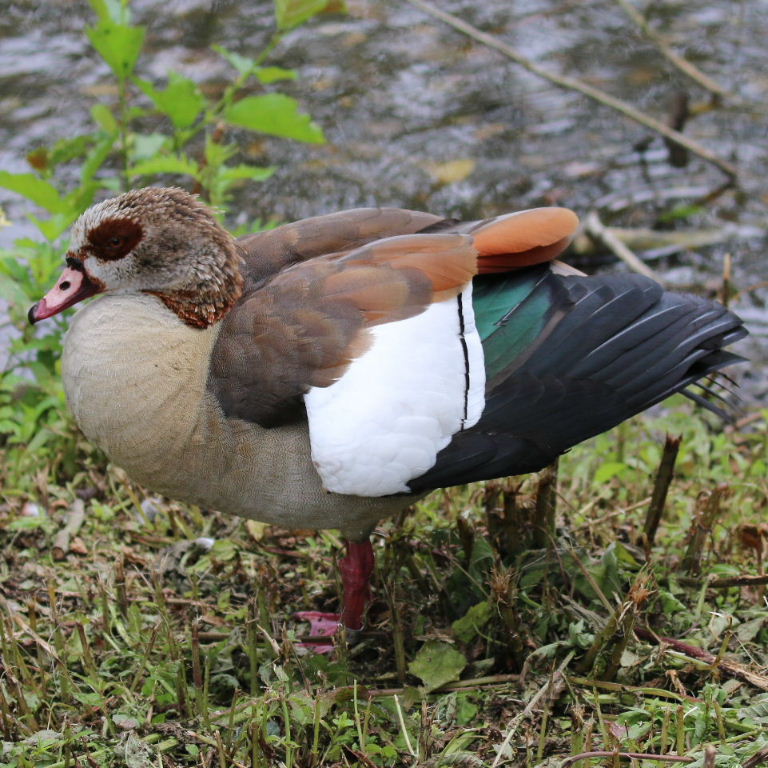 Egyptian Goose