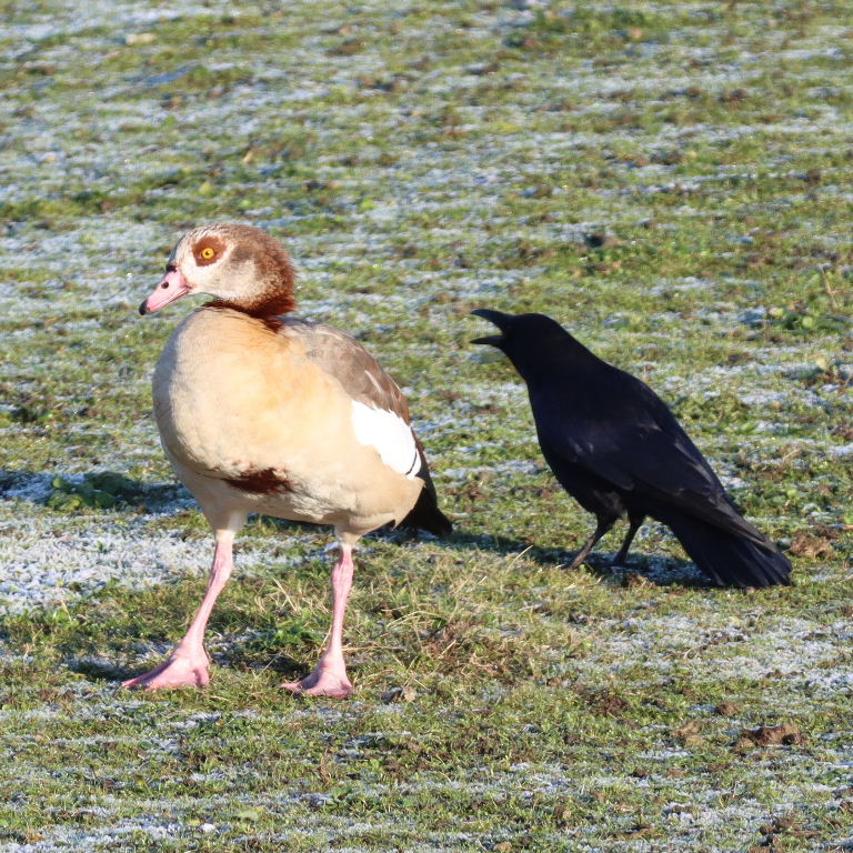 Egyptian Goose and crow