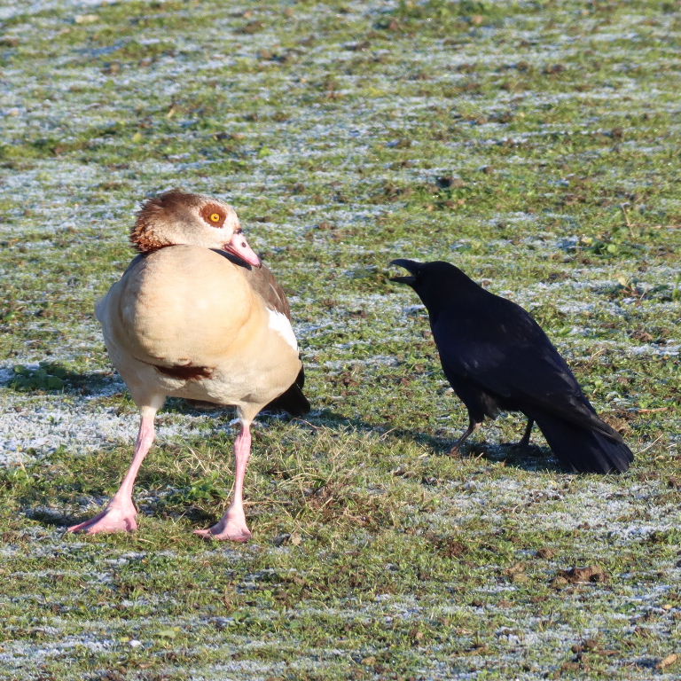 Egyptian Goose