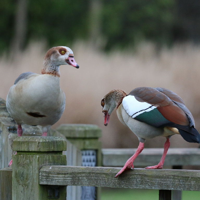 Egyptian Geese pair