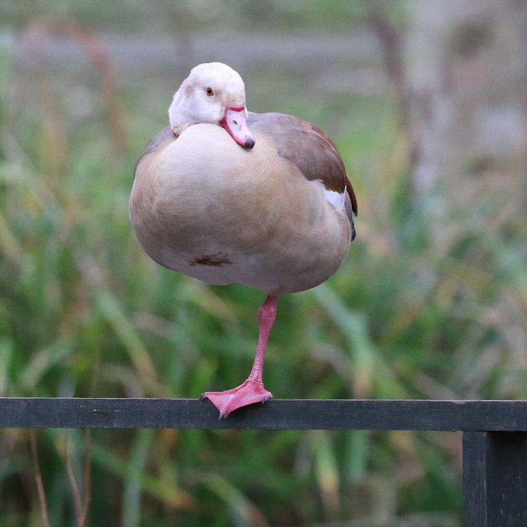 Egyptian Goose
