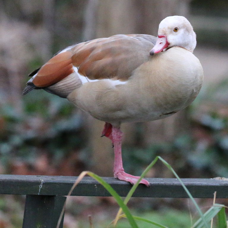 Egyptian Goose