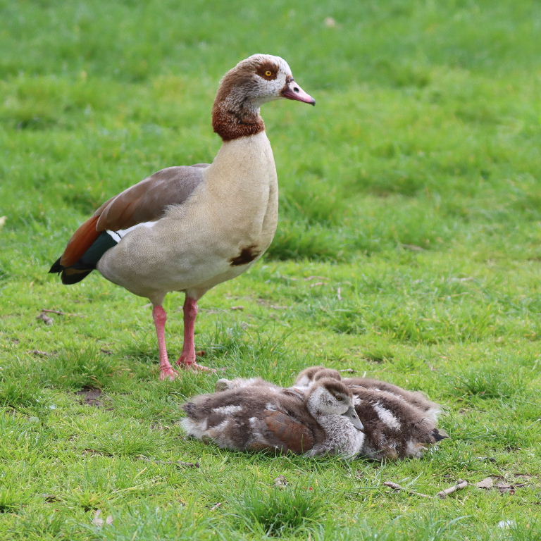 Egyptian Goose with goslings