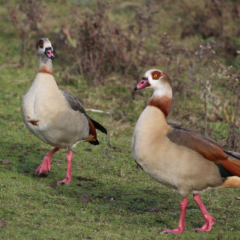 Egyptian Geese belly spot