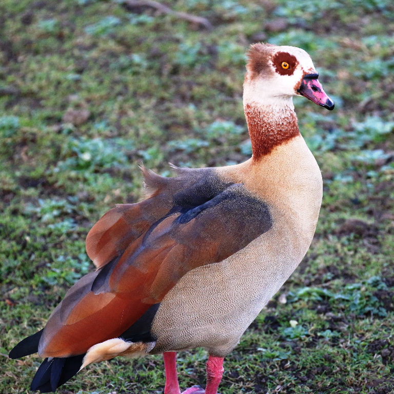 Egyptian Goose
