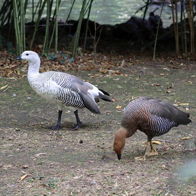Upland Geese pair