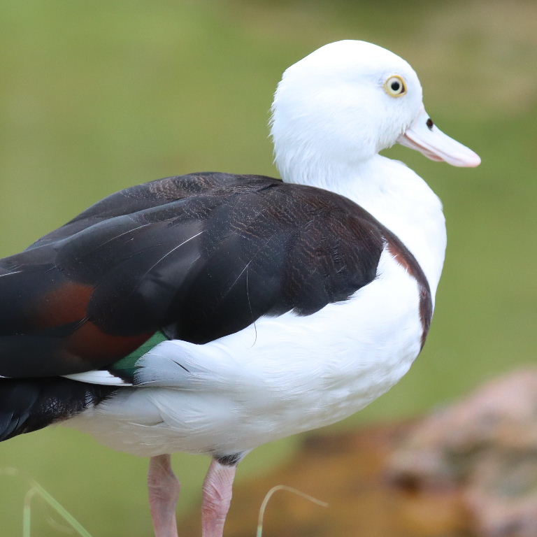 Radjah Shelduck