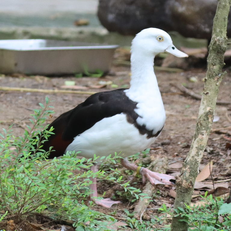 Black-backed Radjah Shelduck