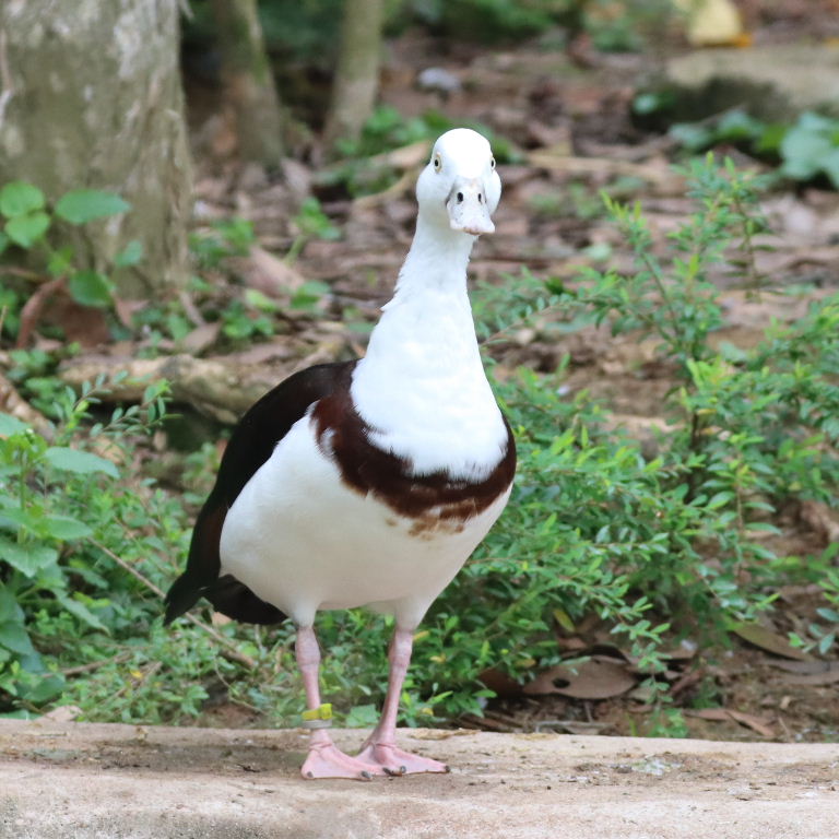 Black-backed Radjah Shelduck