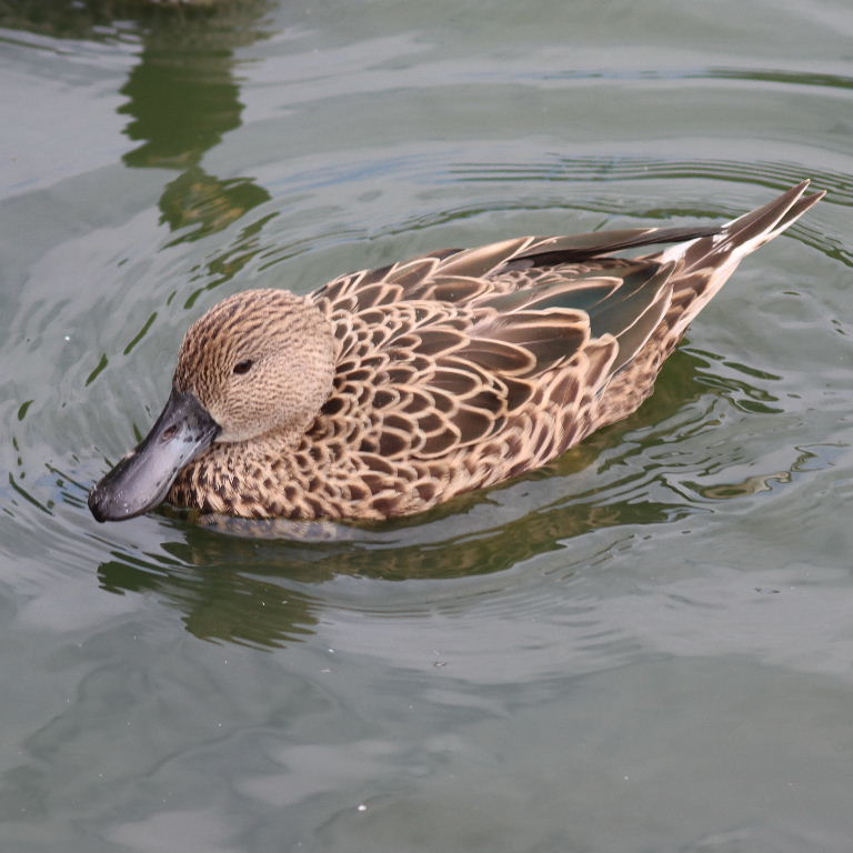 Red Shoveler female