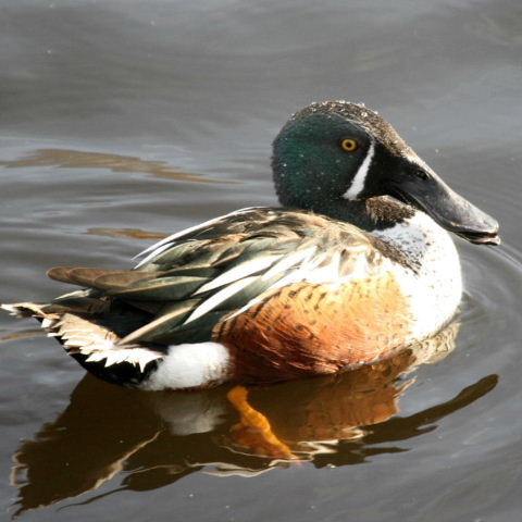 hybrid Australasian and Northern Shoveler