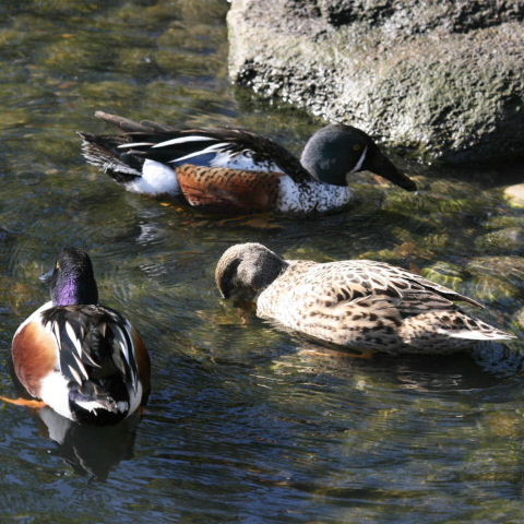 hybrid Australian and Northern Shoveler