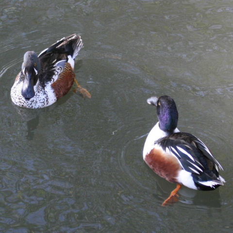 hybrid Australian and Northern Shoveler