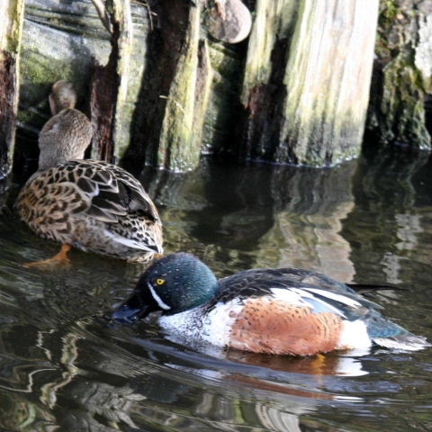 hybrid Australian and Northern Shoveler