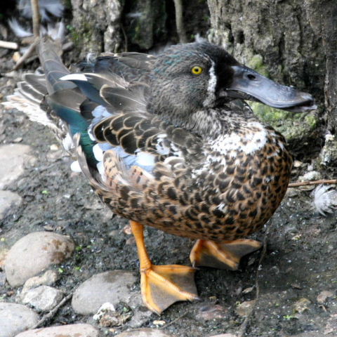 hybrid Australasian and Northern Shoveler eclipse