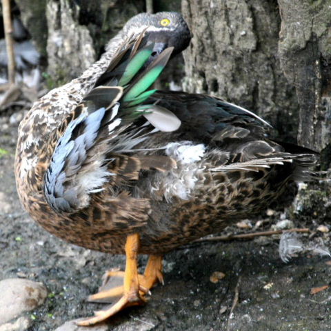 hybrid Australian and Northern Shoveler