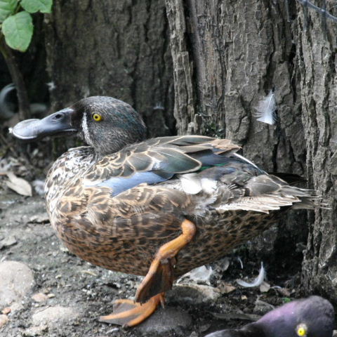 hybrid Australian and Northern Shoveler eclipse