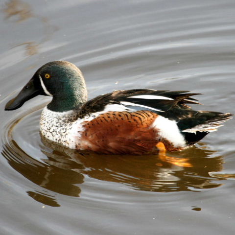 hybrid Australasian and Northern Shoveler