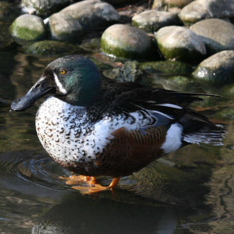 hybrid Australian and Northern Shoveler