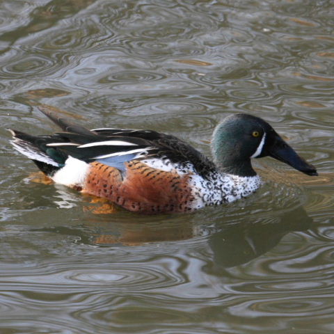 hybrid Australasian and Northern Shoveler