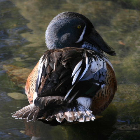 hybrid Australasian and Northern Shoveler