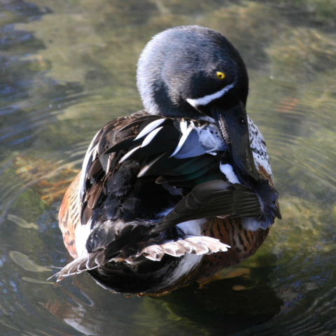 hybrid Australian and Northern Shoveler