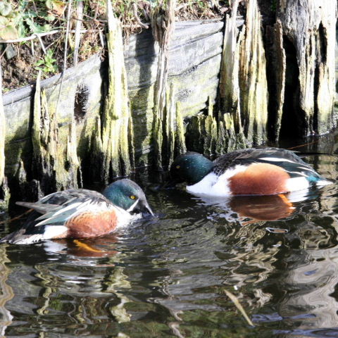 hybrid Australian and Northern Shoveler