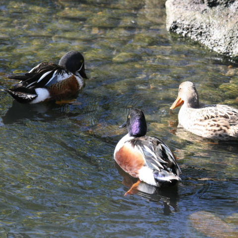 hybrid Australian and Northern Shoveler