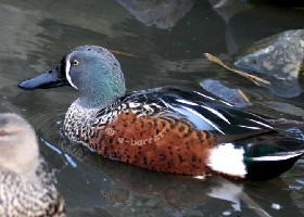 New Zealand shoveler