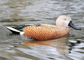 Red shoveler