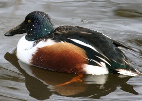 Northern shoveler