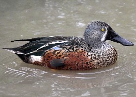 Australian Shoveler