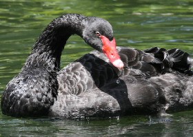 Black swan
