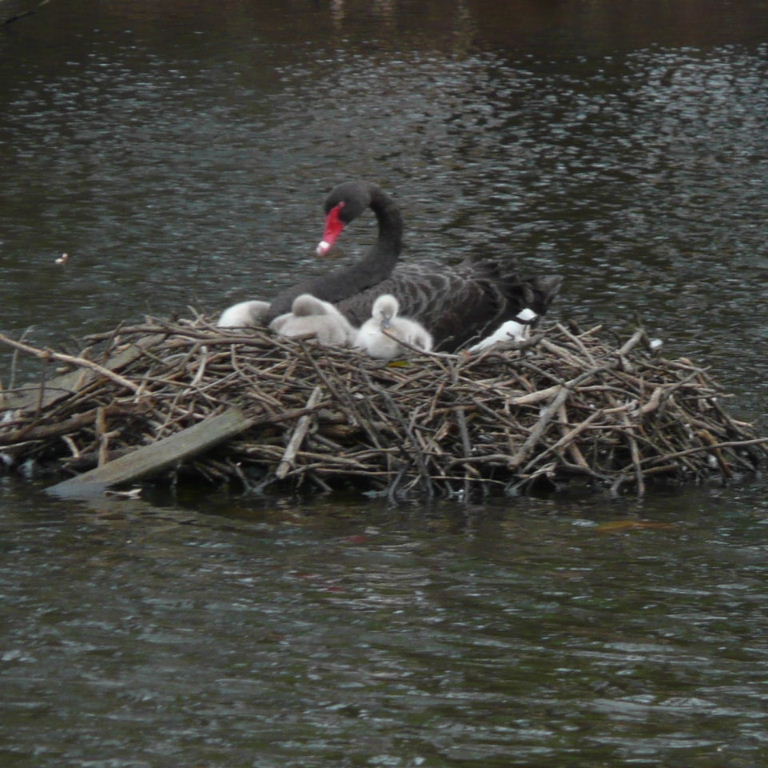 Black Swan on Nest