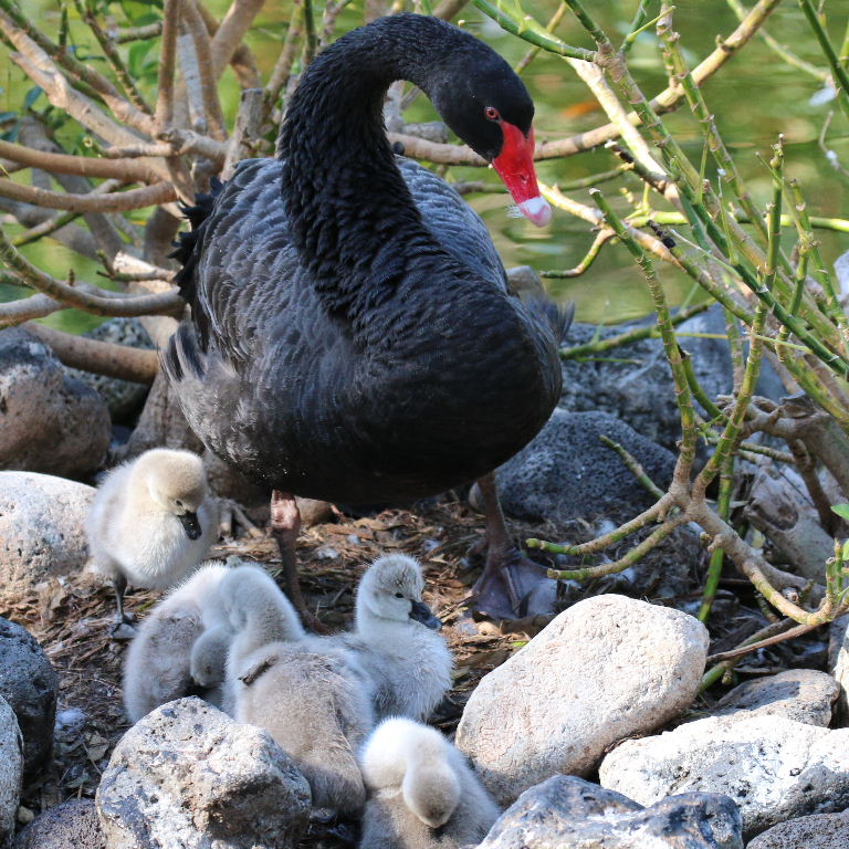 Black Swan on Nest with cygnets