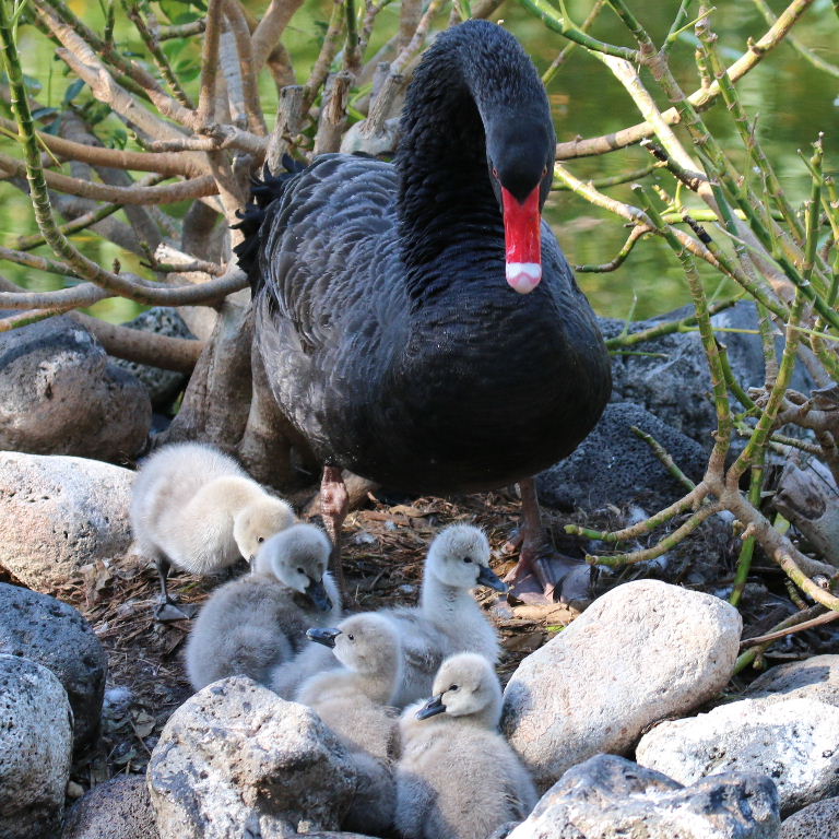 Black Swan on Nest with cygnets