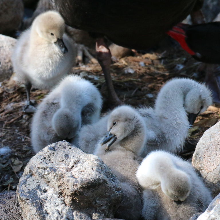 Black Swan cygnets