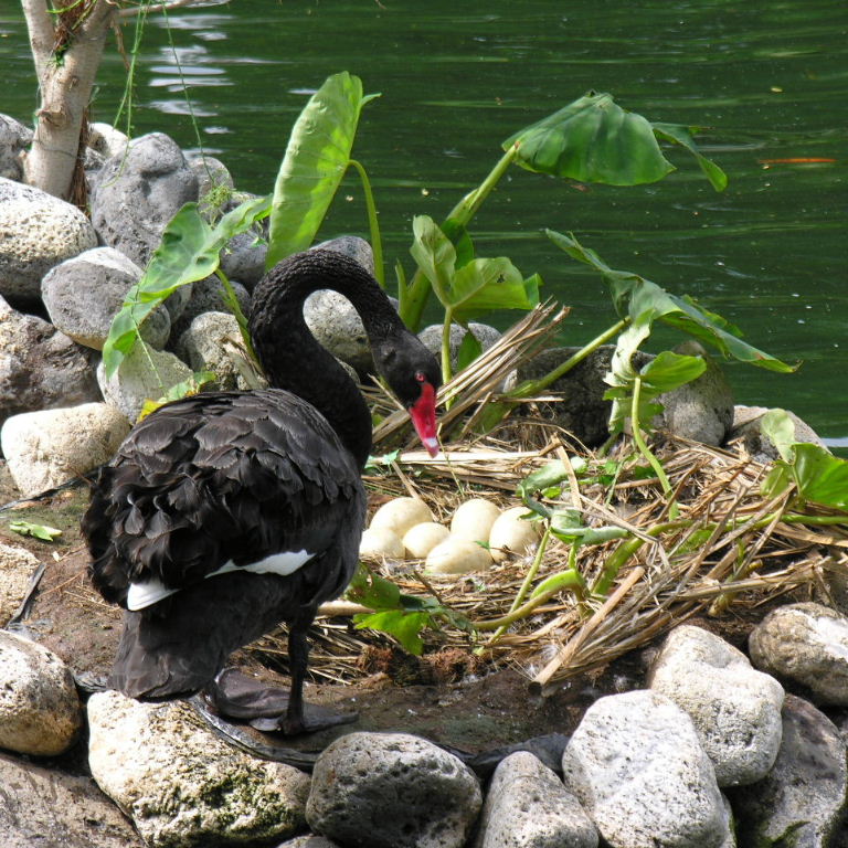 Black Swan on the nest