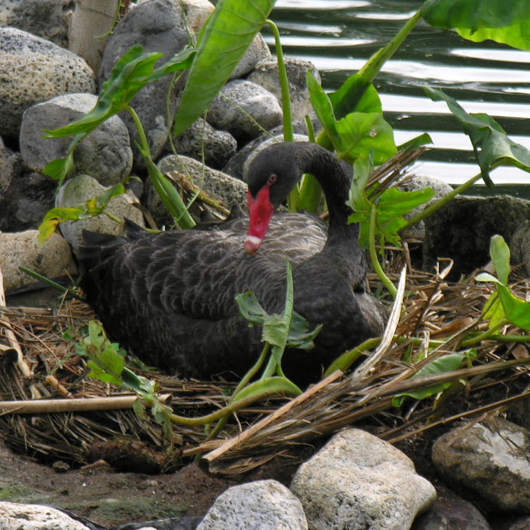 Black Swan on the nest