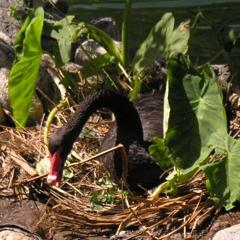 Black Swan on Nest