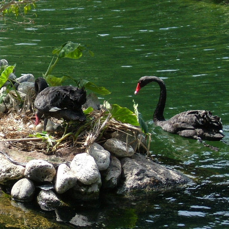 Black Swans on the nest