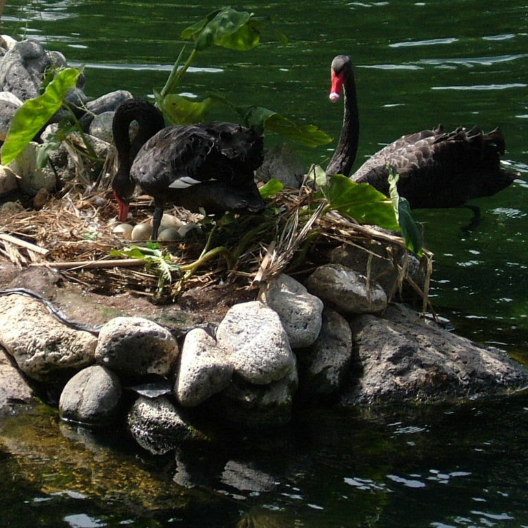 Black Swans on Nest
